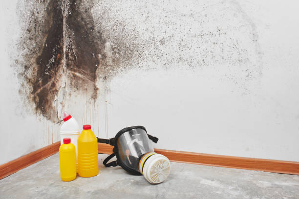 Best Mold Testing  in Millis Clicquot, MA