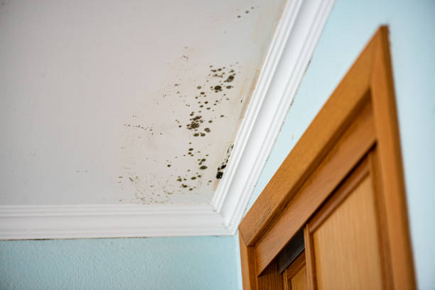 Certified Mold Removal in Millis Clicquot, MA