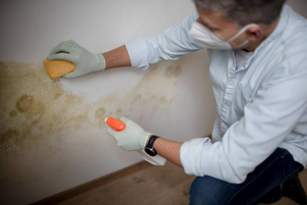 Best Certified Mold Removal  in Millis Clicquot, MA