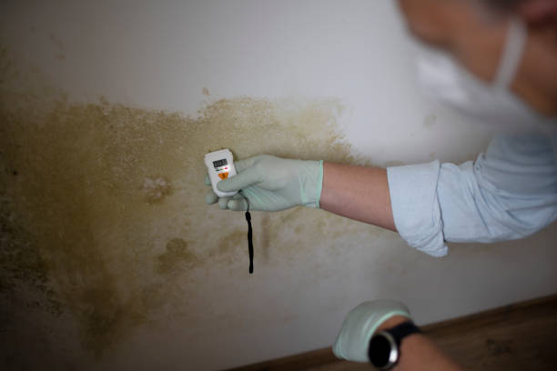 Best Professional Mold Removal  in Millis Clicquot, MA