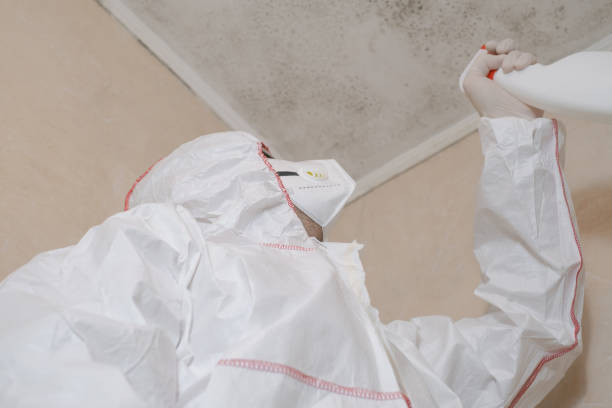 Best Local Mold Removal Service  in Millis Clicquot, MA
