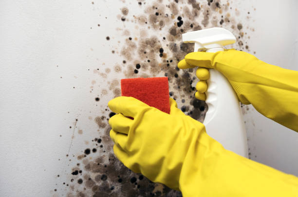 Best Affordable Mold Removal  in Millis Clicquot, MA