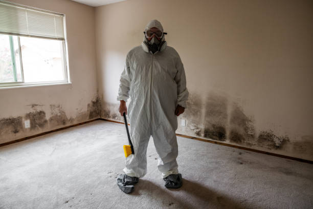 Best Attic Mold Removal  in Millis Clicquot, MA