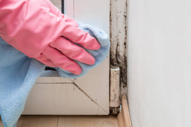 Professional Mold Removal in Millis Clicquot, MA