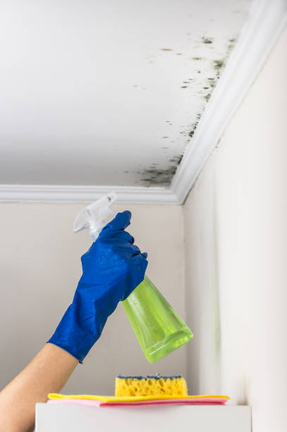 Best Mold Removal Near Me  in Millis Clicquot, MA